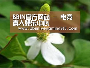 产品名称三