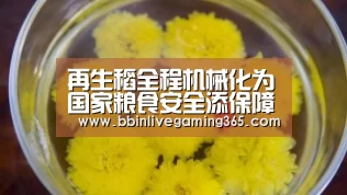 再生稻全程机械化为国家粮食安全添保障【BBIN下载】(图2) BBIN下载