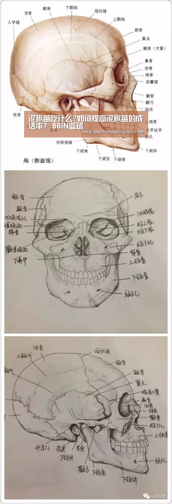 泥鳅苗吃什么?如何提高泥鳅苗的成活率?-BBIN篮球(图3) BBIN下载