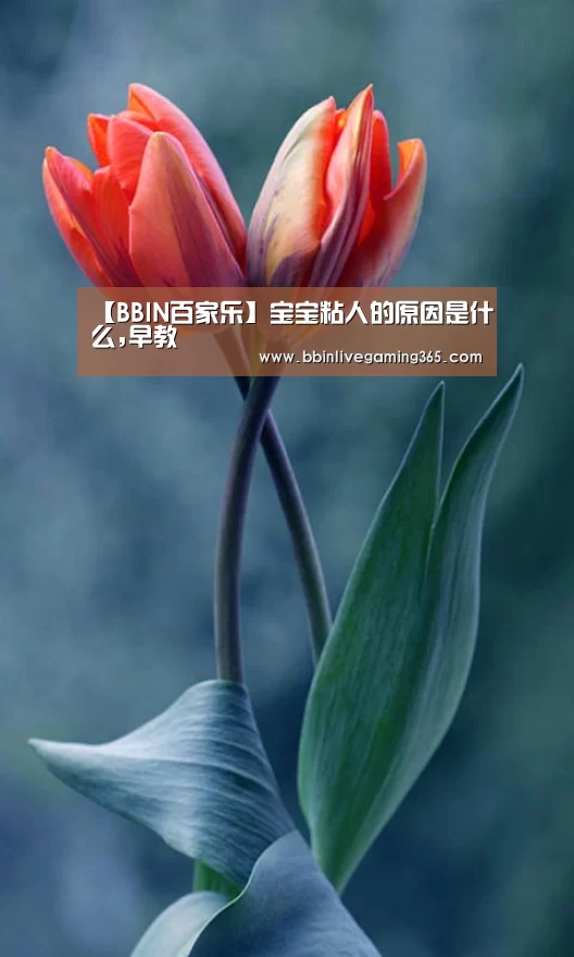 BBIN篮球