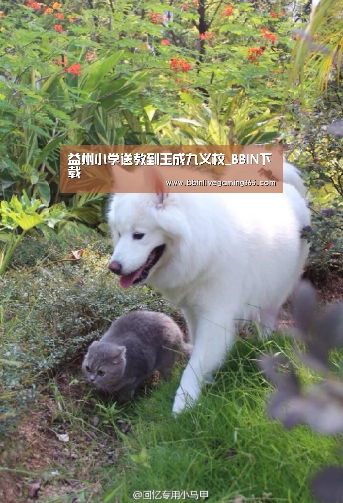 BBIN篮球